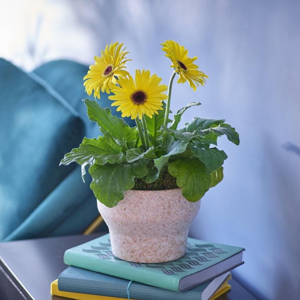 Gerberas in Sustainable Planter