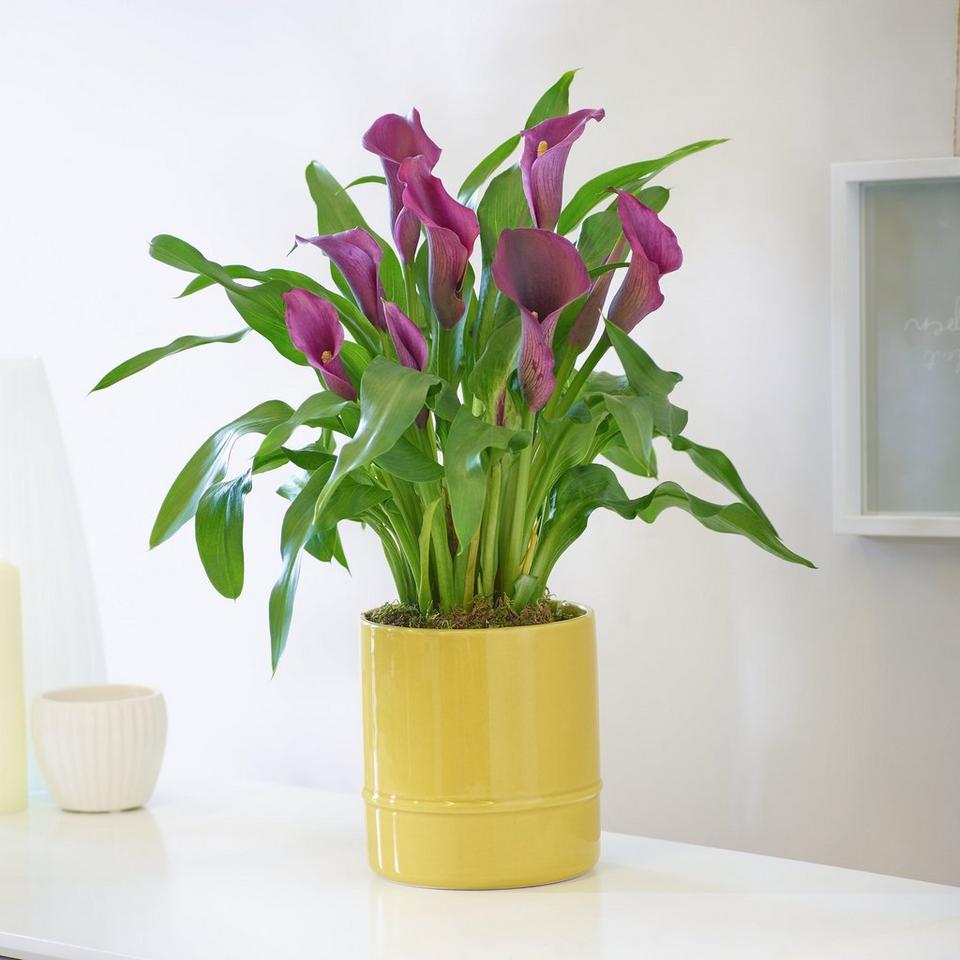 Charming Calla Lily