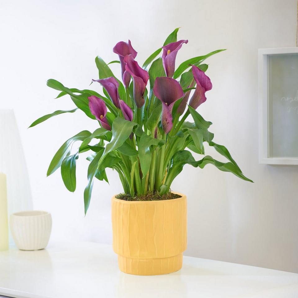 Charming Calla Lily