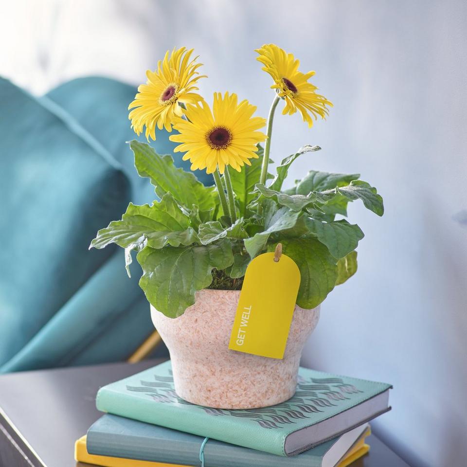 Get Well Soon Gerbera