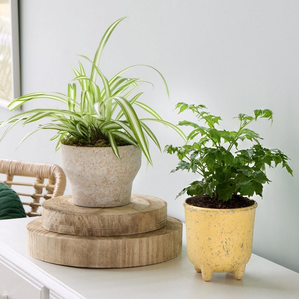 Perfect House Plant Pair