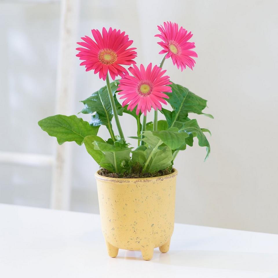 Pink Gerbera in a Recycled Pot