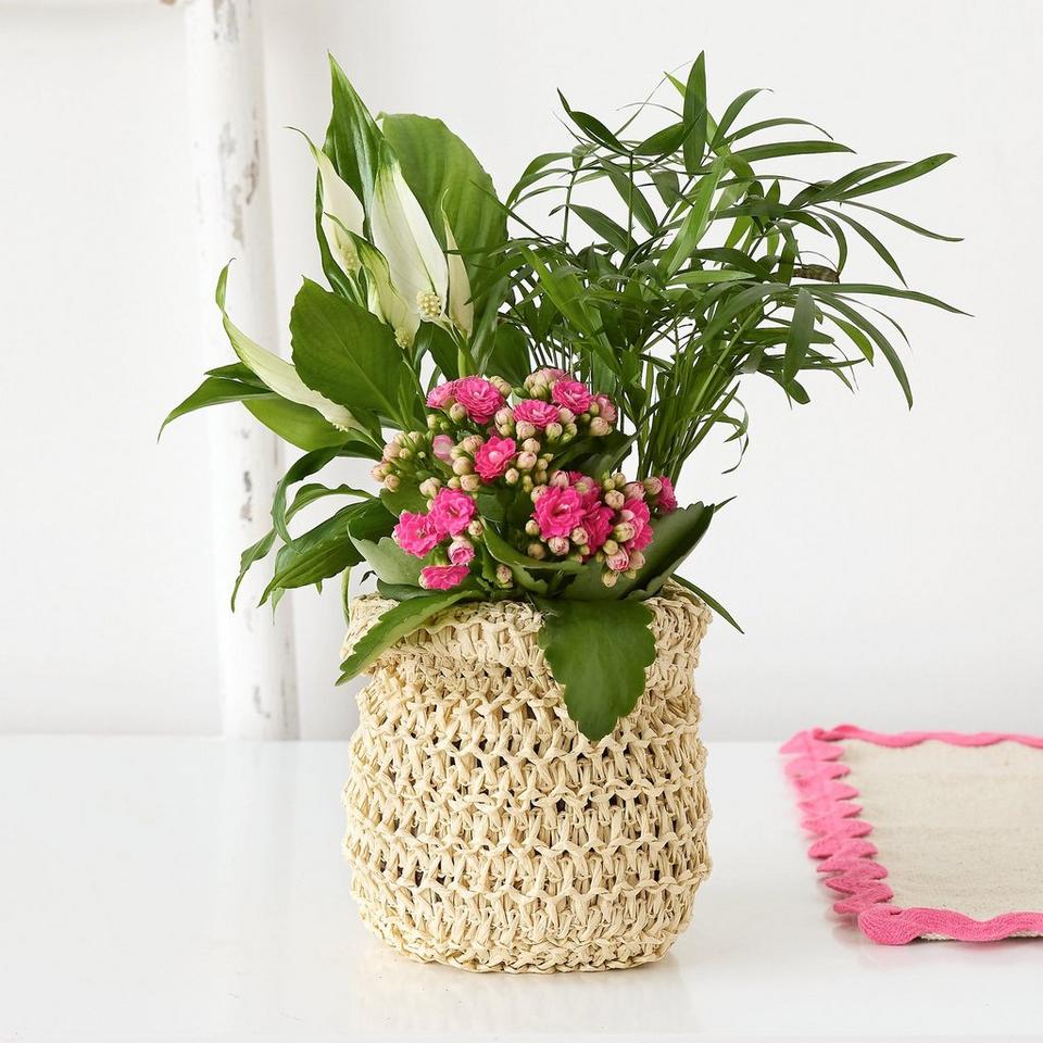 Letterbox Plant Mix