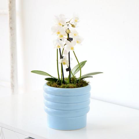 Phalaenopsis Orchid