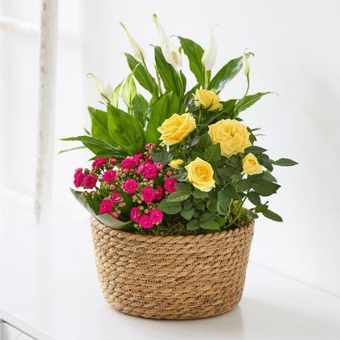 Beautiful Indoor Basket