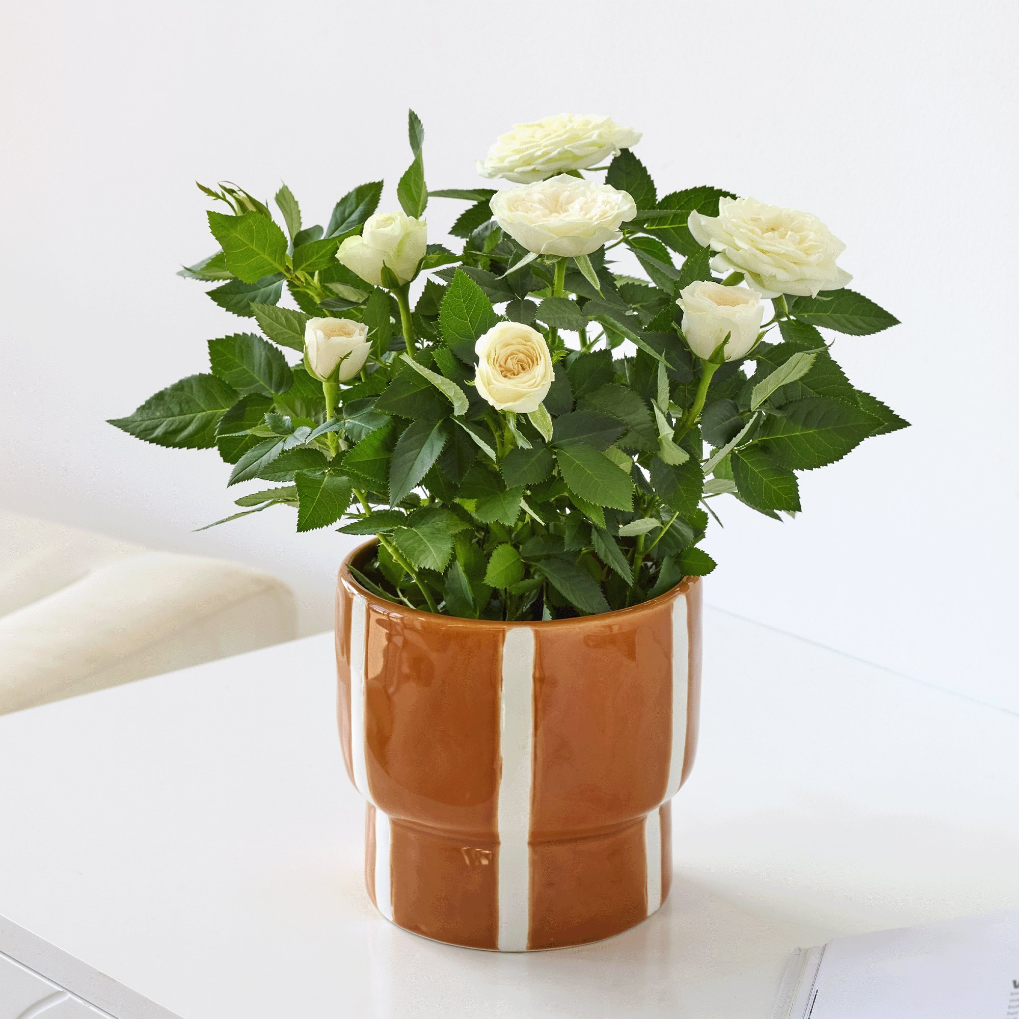 The Sweet White Rose