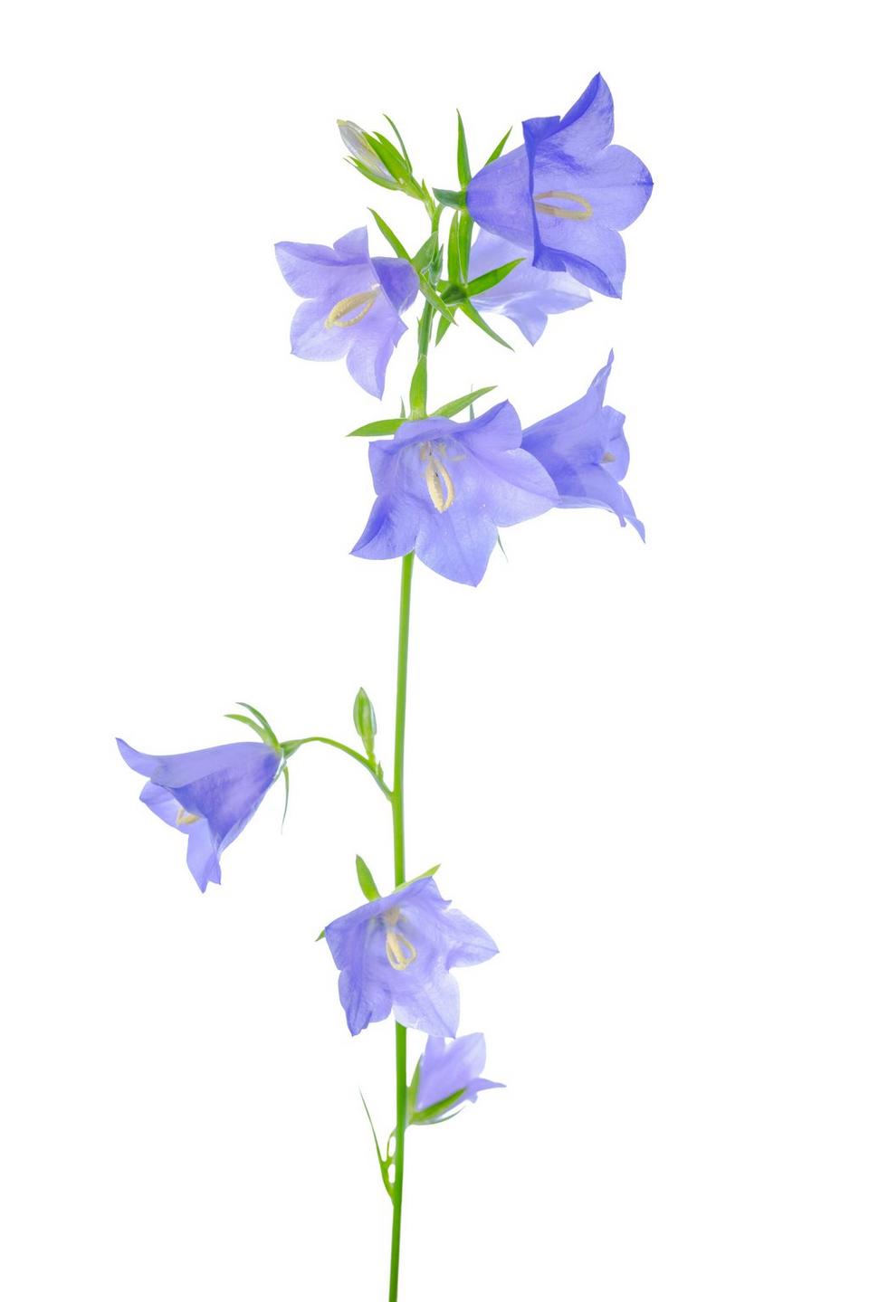 Campanula-blue-flower