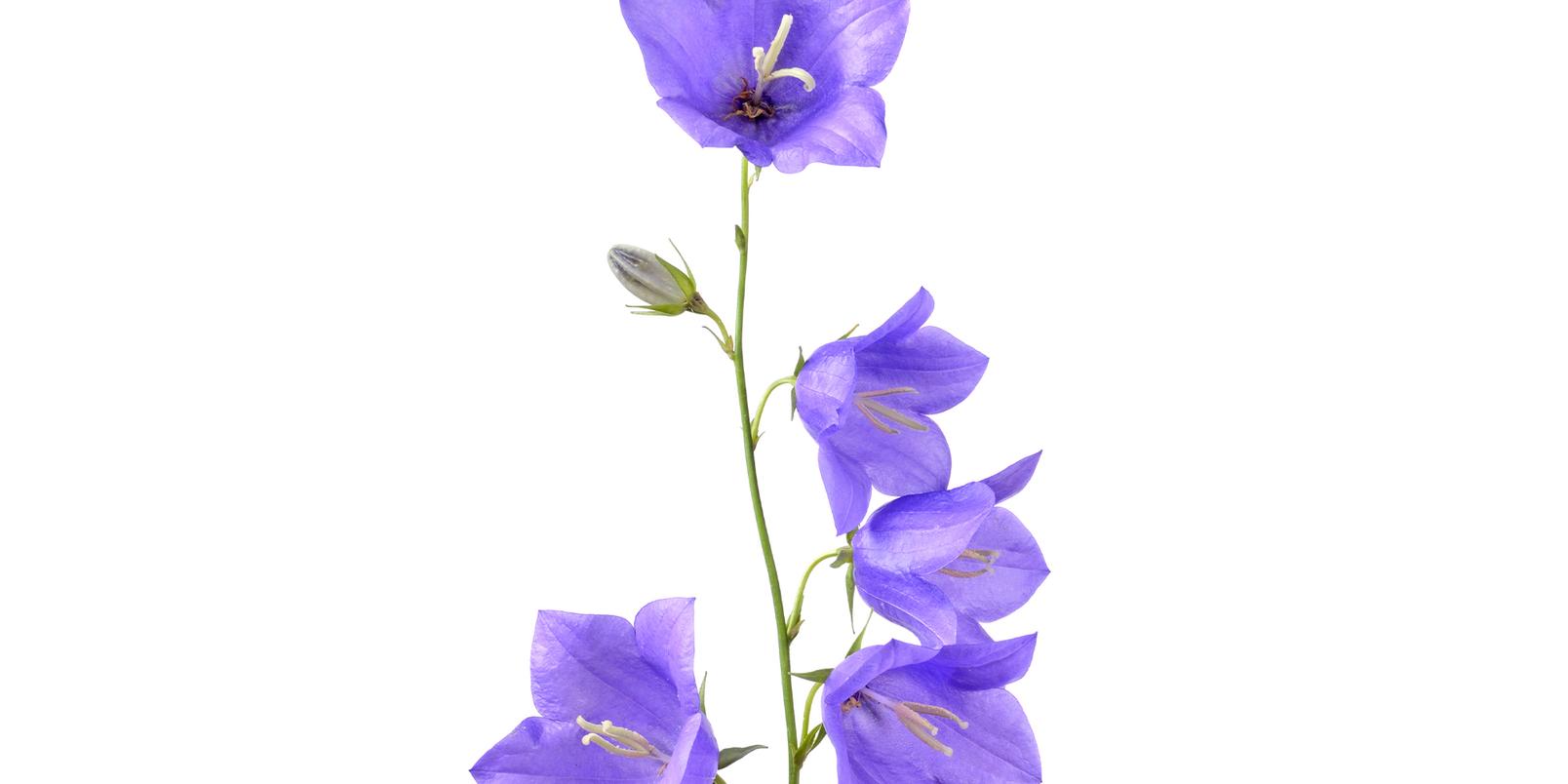Campanula