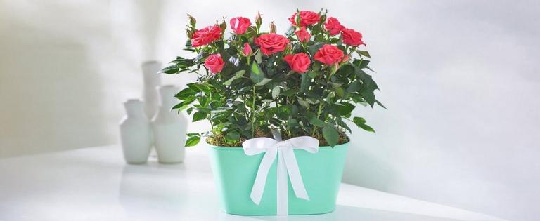 Category-Mobile-cropped_0000_C15251PS-1