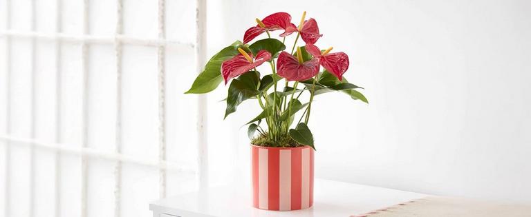 Category-Mobile-cropped_0000_C15631MS