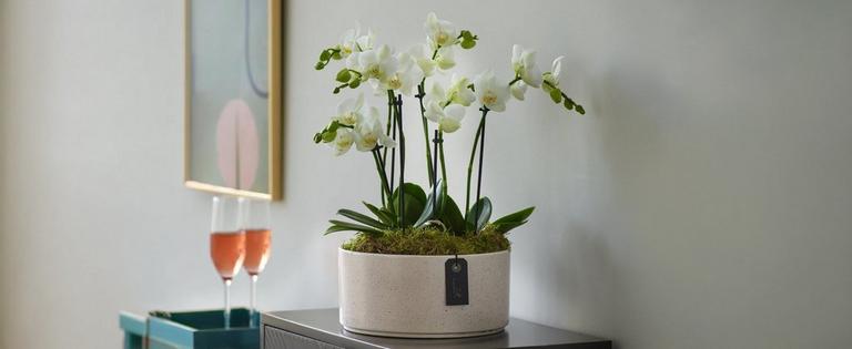 Category-Mobile-cropped_0000_C16111WS-1