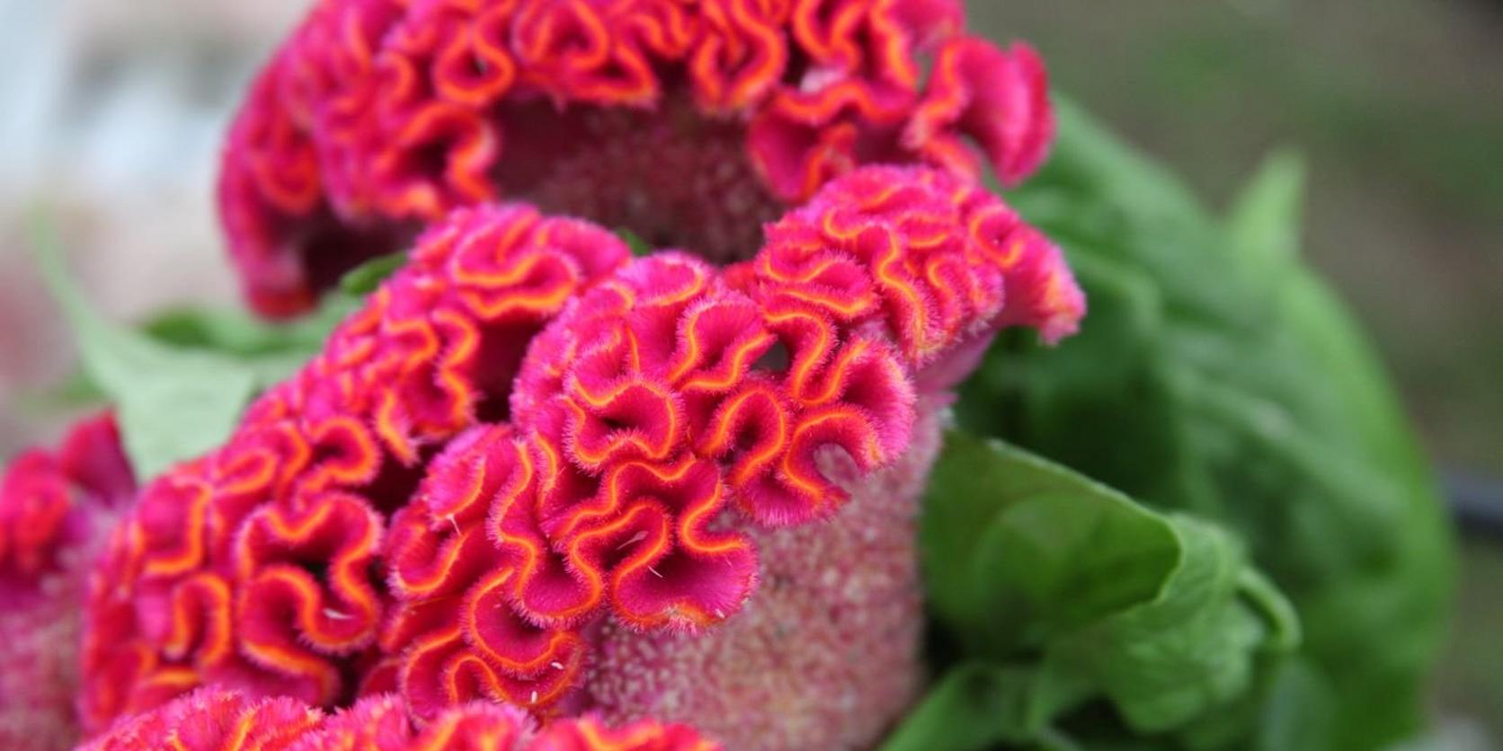 Celosia-pink-flowers