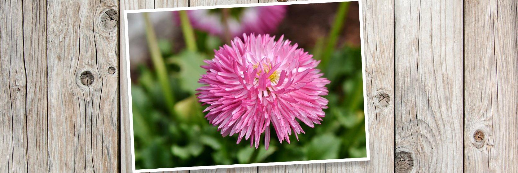 China-Aster-Flower-Blossom-PLANK