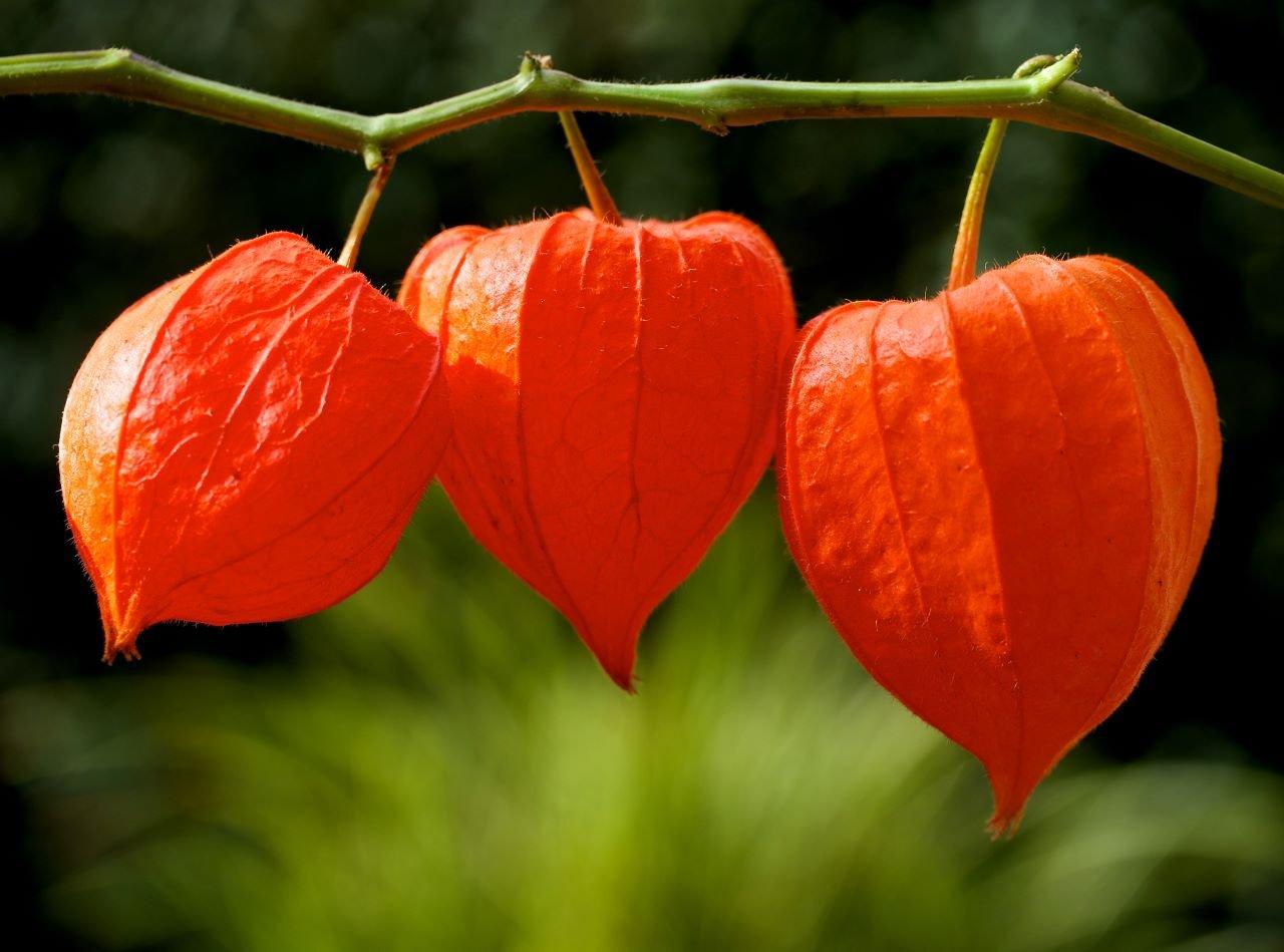 Chinese-lanterns-orange-flowers