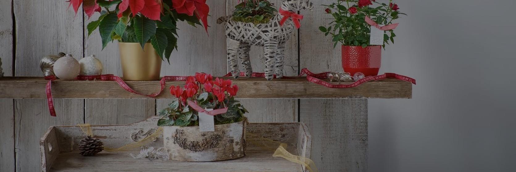 Christmas plants