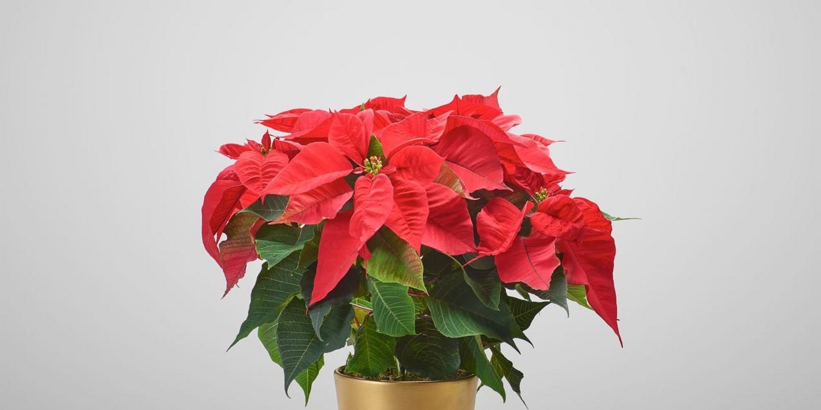 Christmas-gift-ideas-for-her-4