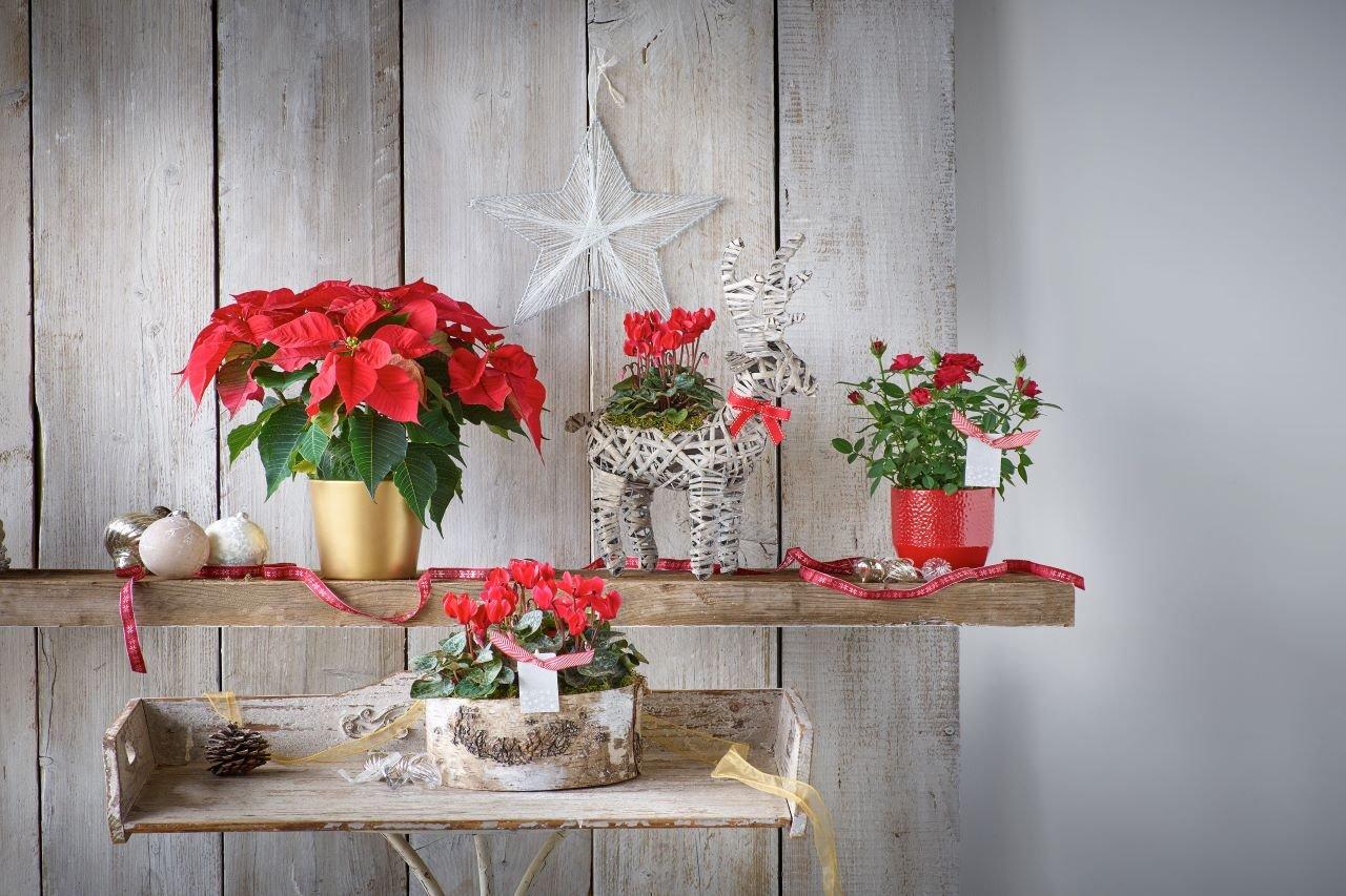 Top 6 Traditional Christmas Flowers & Plants - Appleyard London