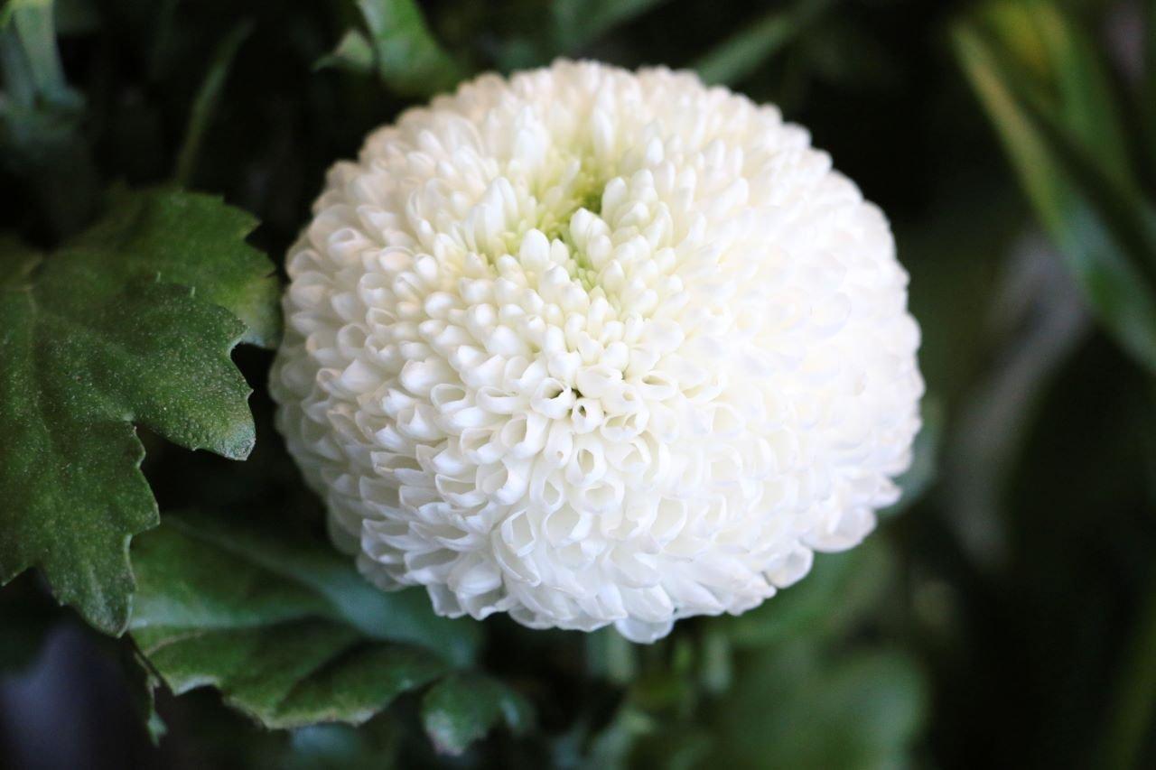 Chrysanthemum-PomPom-white-flower