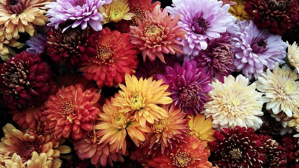 Chrysanthemum-group