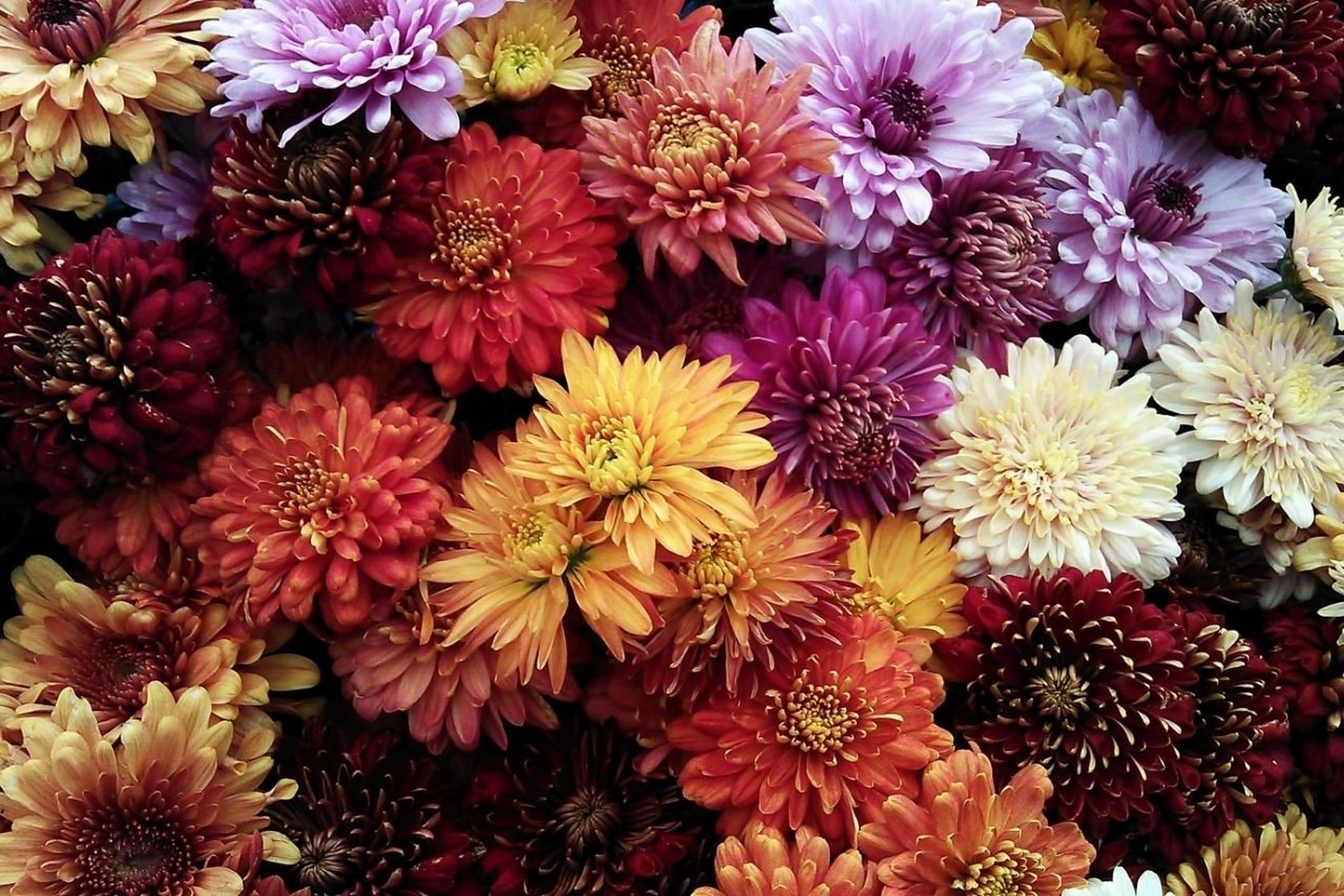 Chrysanthemum Flower Meanings & Care Guide | Interflora
