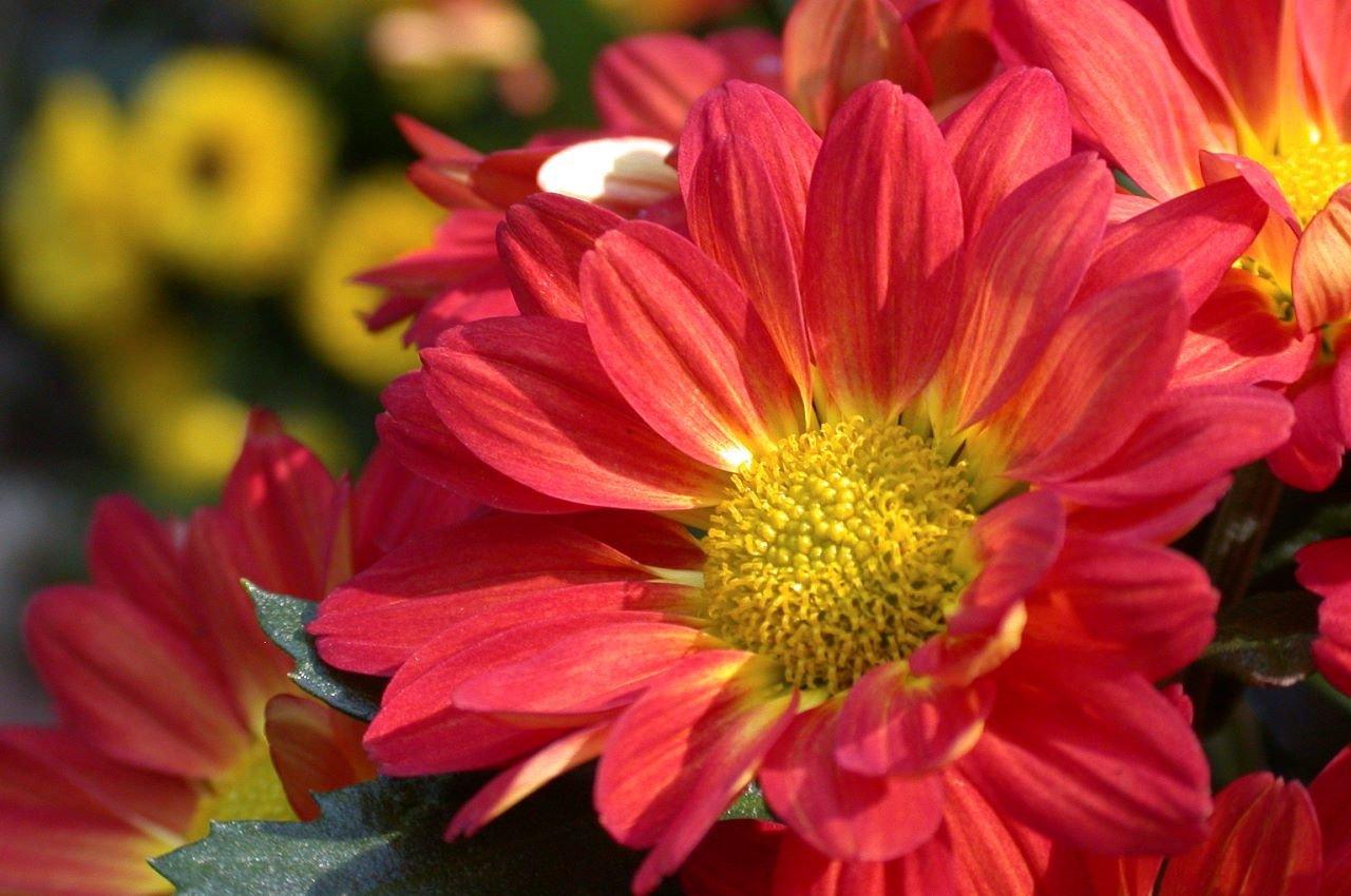Chrysanthemum-red-flowers