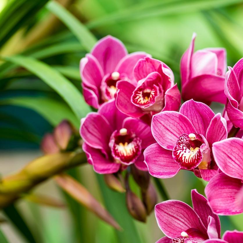 Cymbidium-orchid-pink-flower
