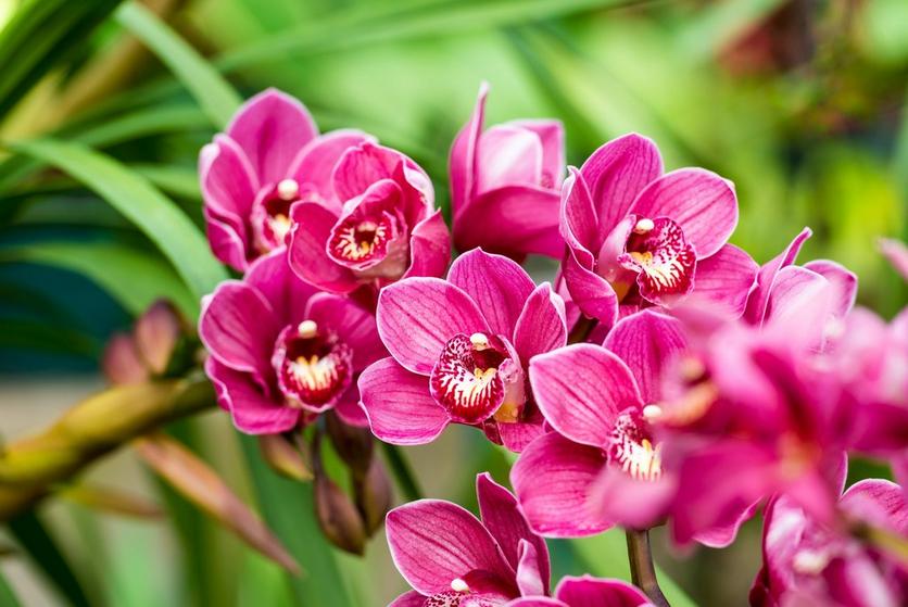 Cymbidium-orchid-pink-flower