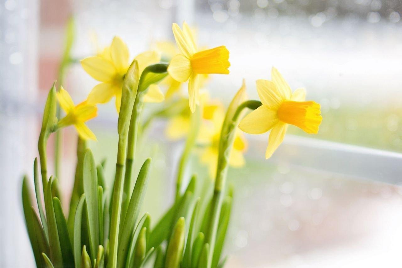 Daffodils2