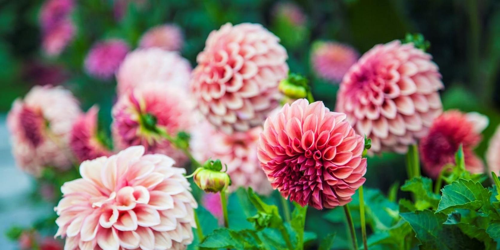 Dahlia-pink-flower