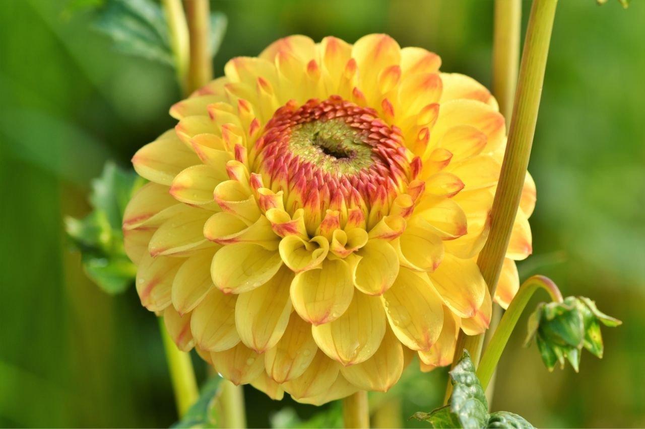 Dahlias-yellow-flowers