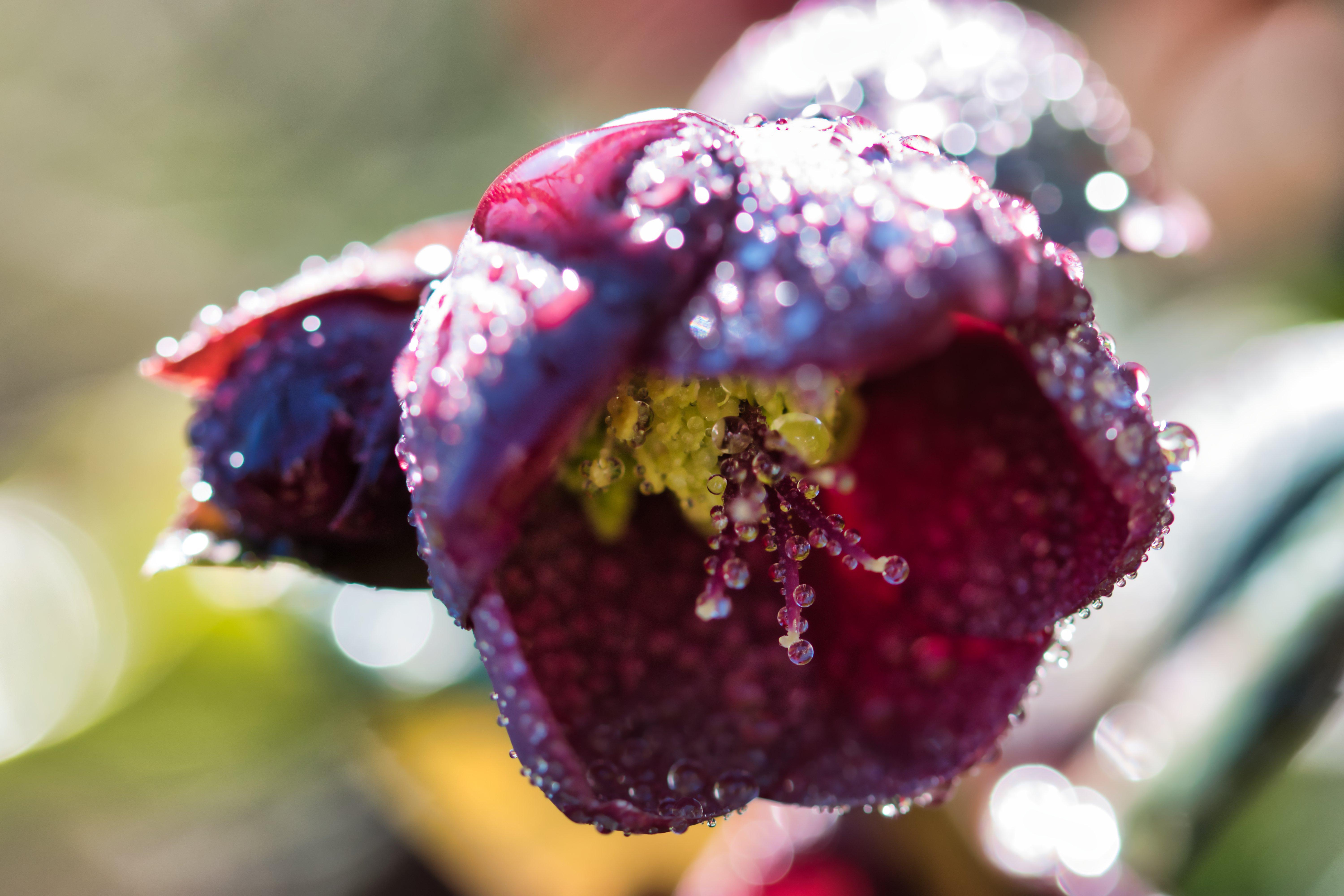 Dark_pink_hellebore_and_water_droplets