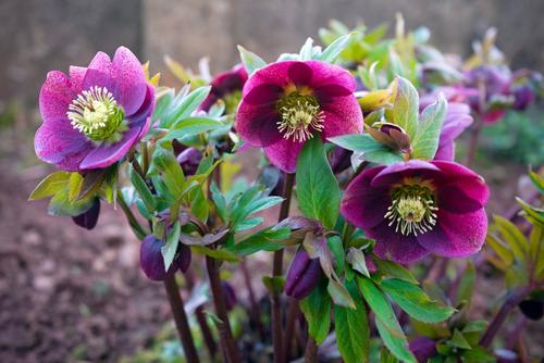 Dark_pink_hellebores