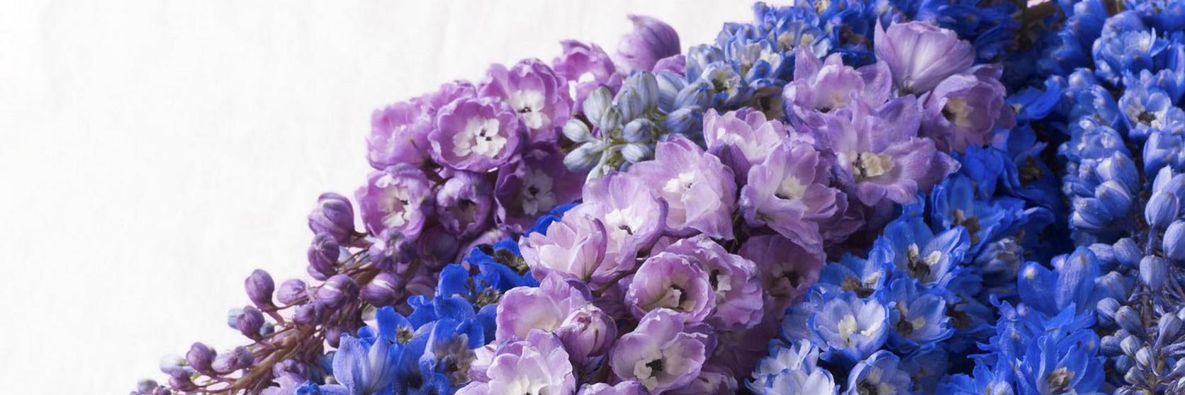 Delphinium-header-ultimate-flower-guide