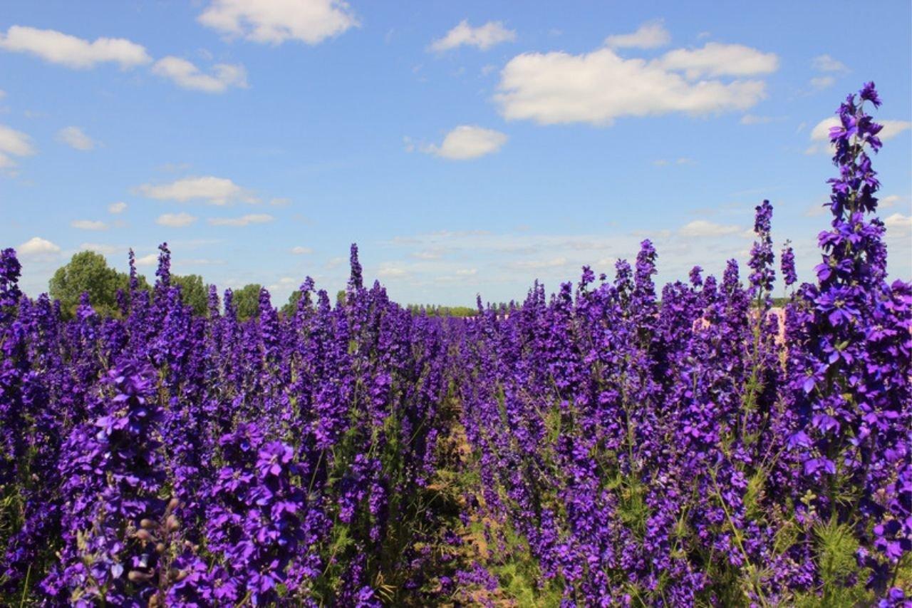 Delphinium-purple-field