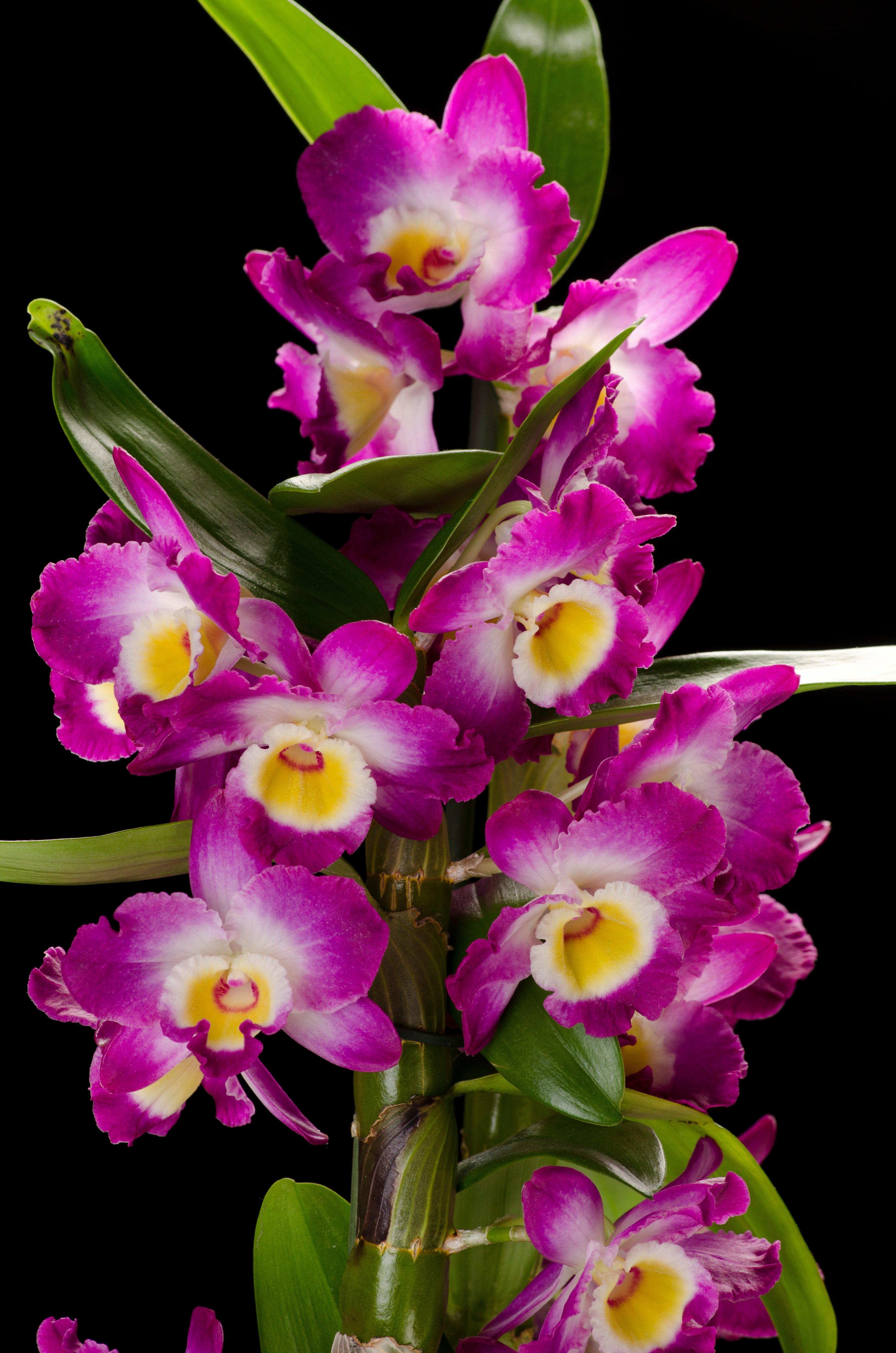 Dendrobium-orchid-purple-flower