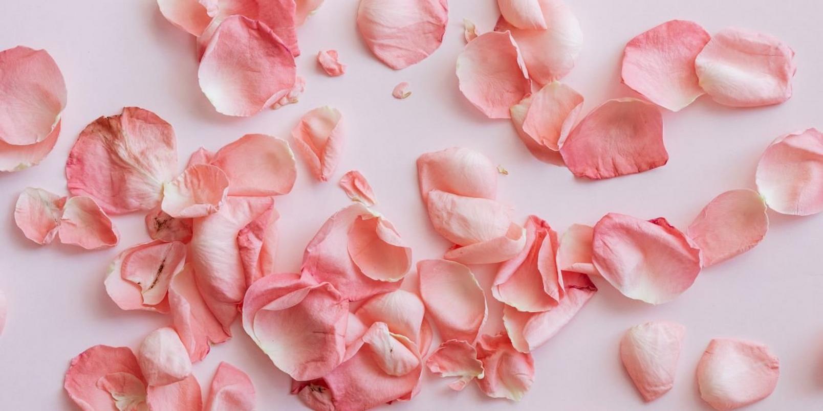 Dried Flowers - Dried petals of roses on pink background