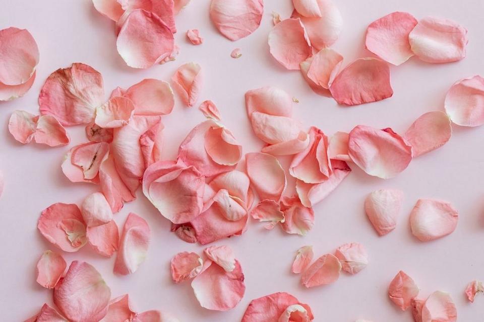 Dried Flowers - Dried petals of roses on pink background