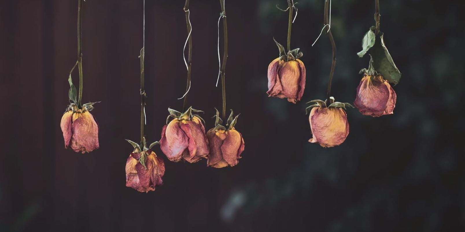 Dried-Flowers-Yellow-and-Red-Petaled-Flower