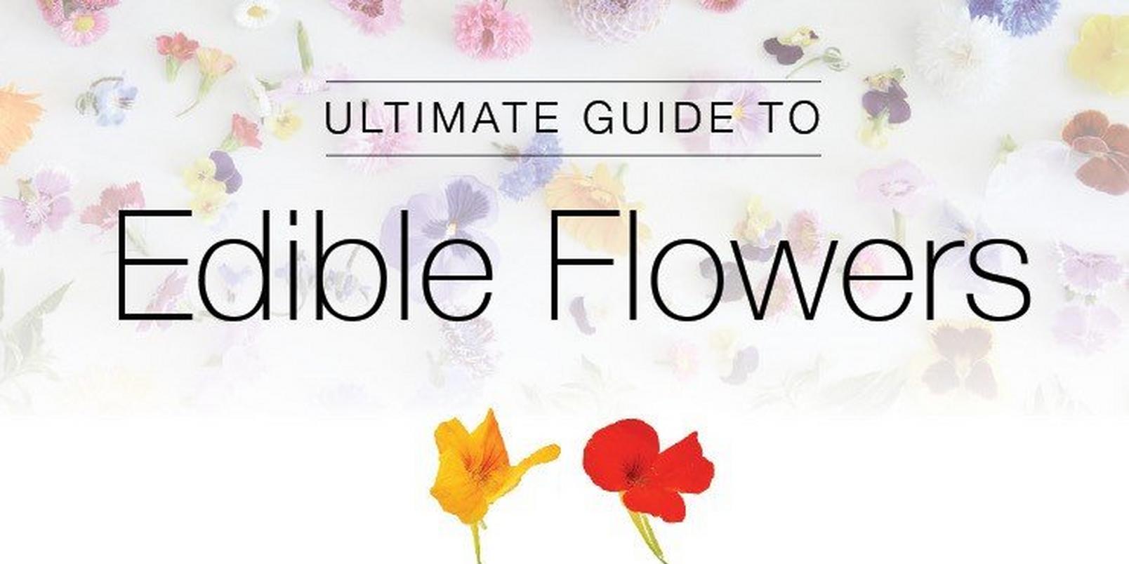 Edible-Flowers-infographic