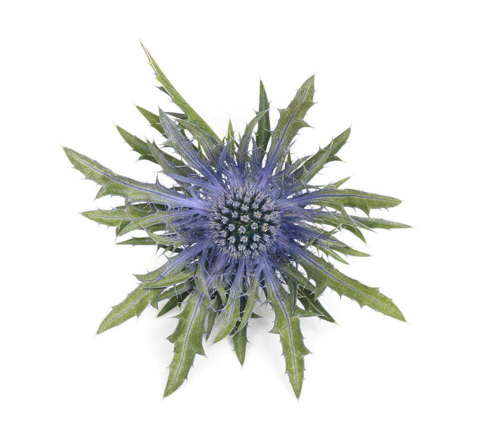 Eryngium -blue-flower