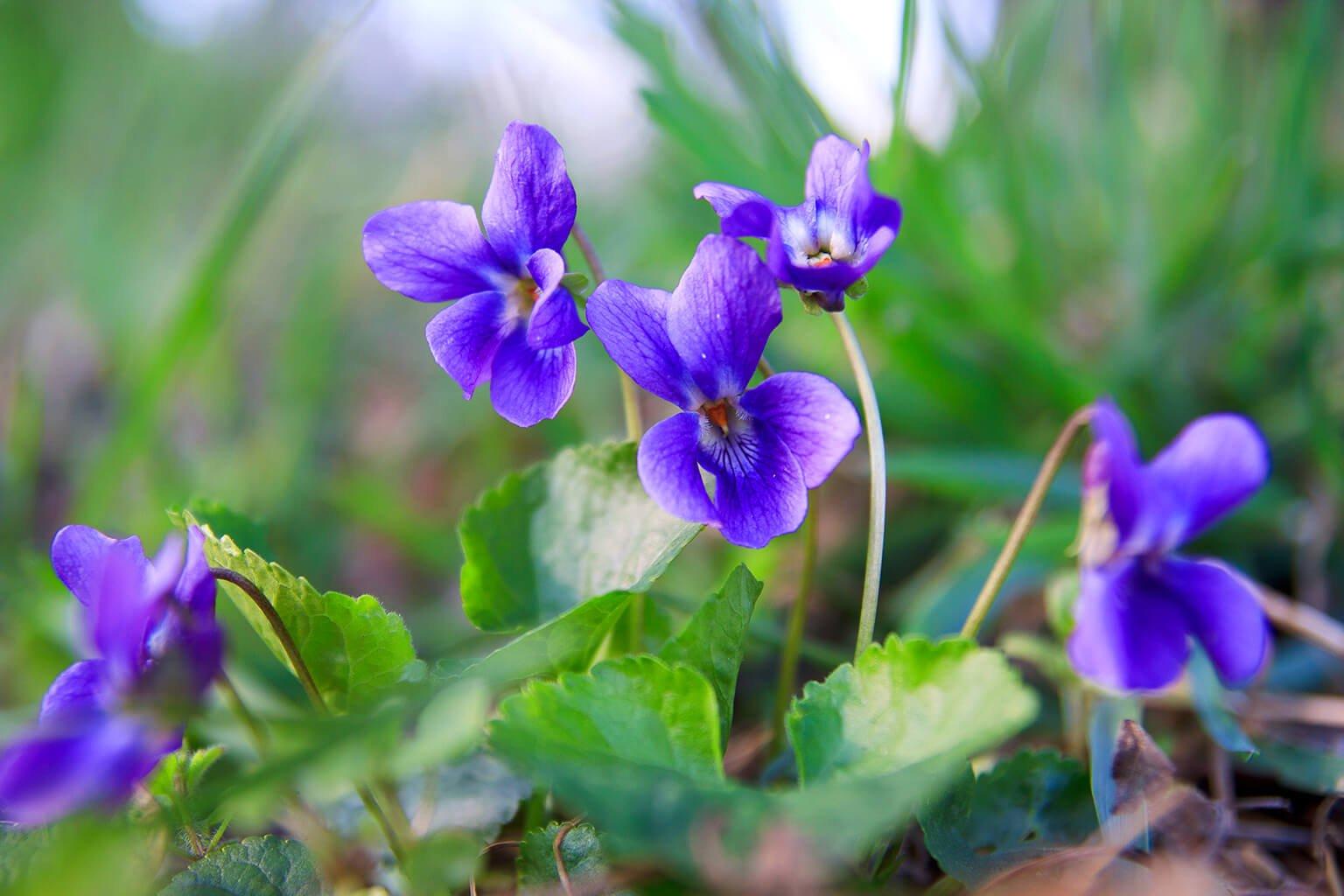 FF SEO_birthMonthFlowers_violet