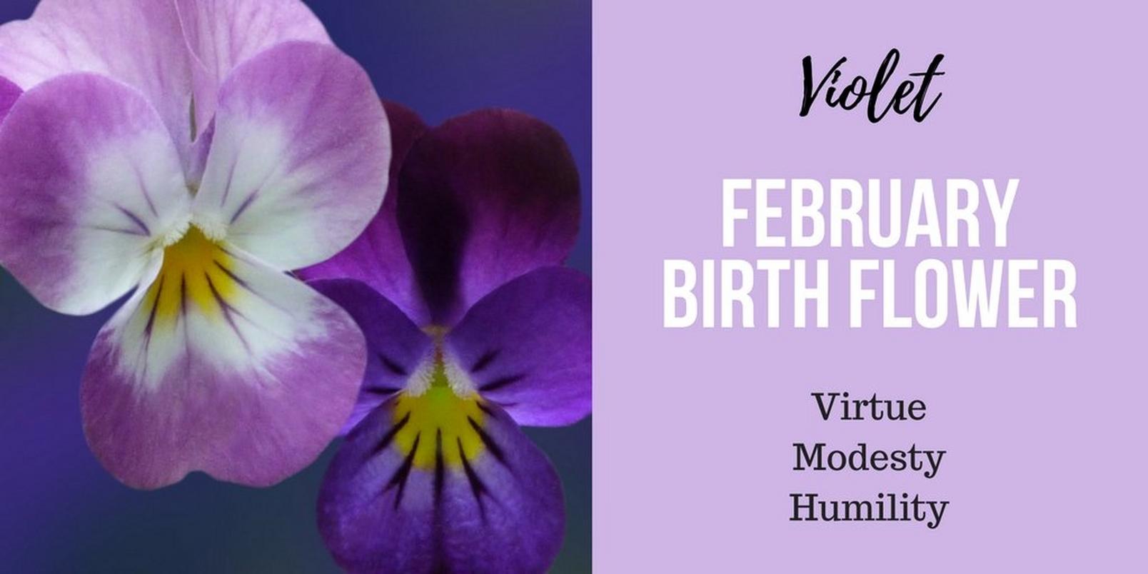 February-birth-flower-3