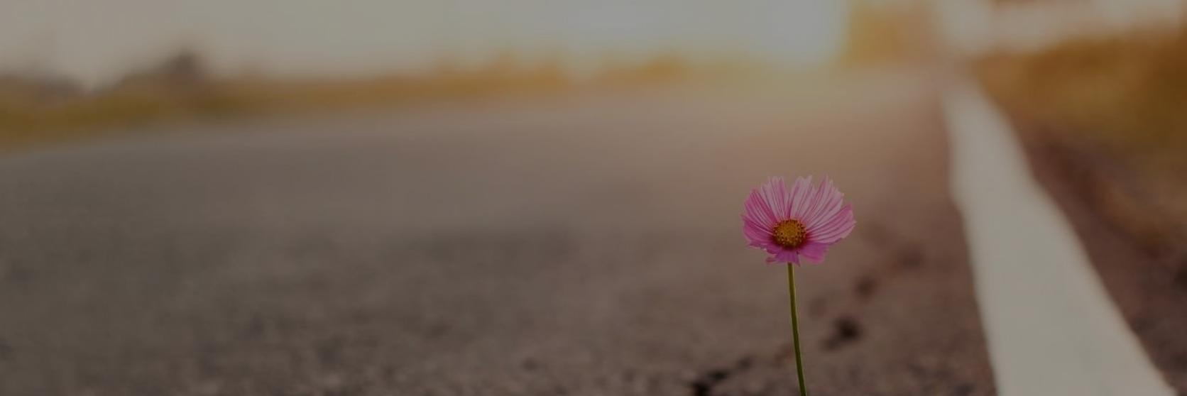 Flower in Road