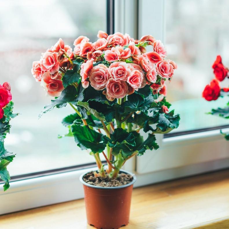 Flowering-begonias