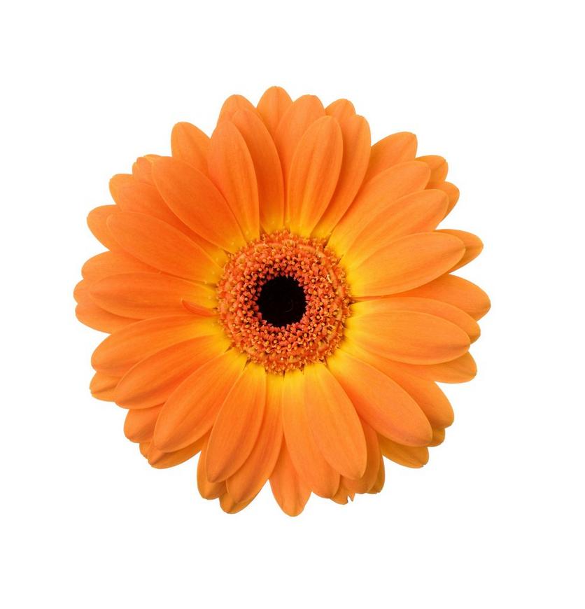 Gerbera-orange-flower