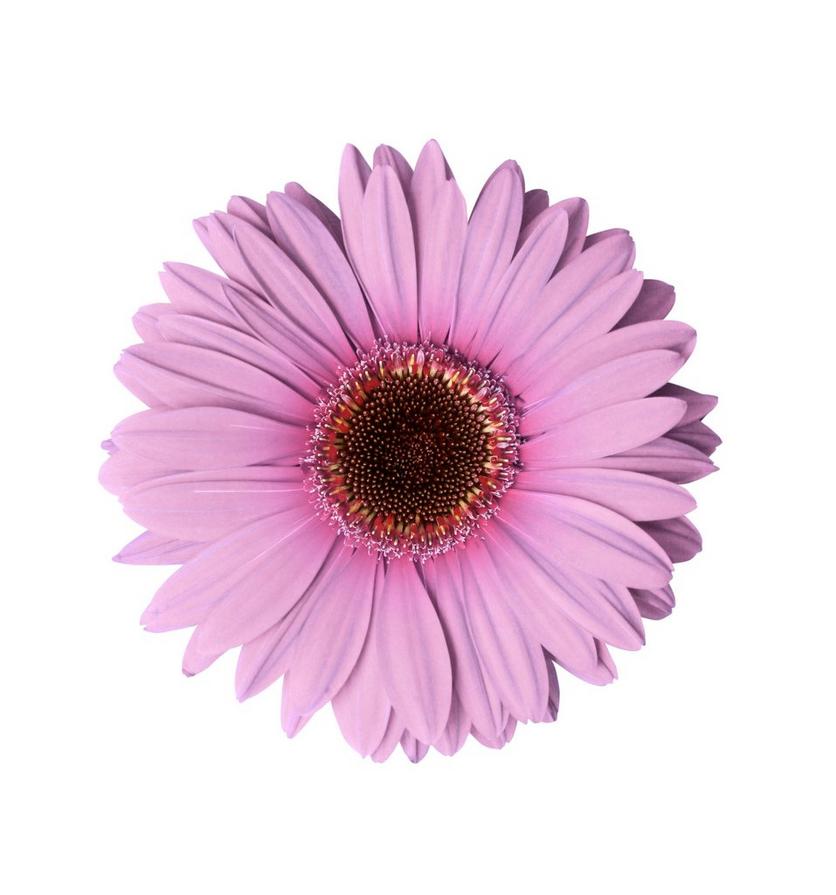 Gerbera-pink-flowers
