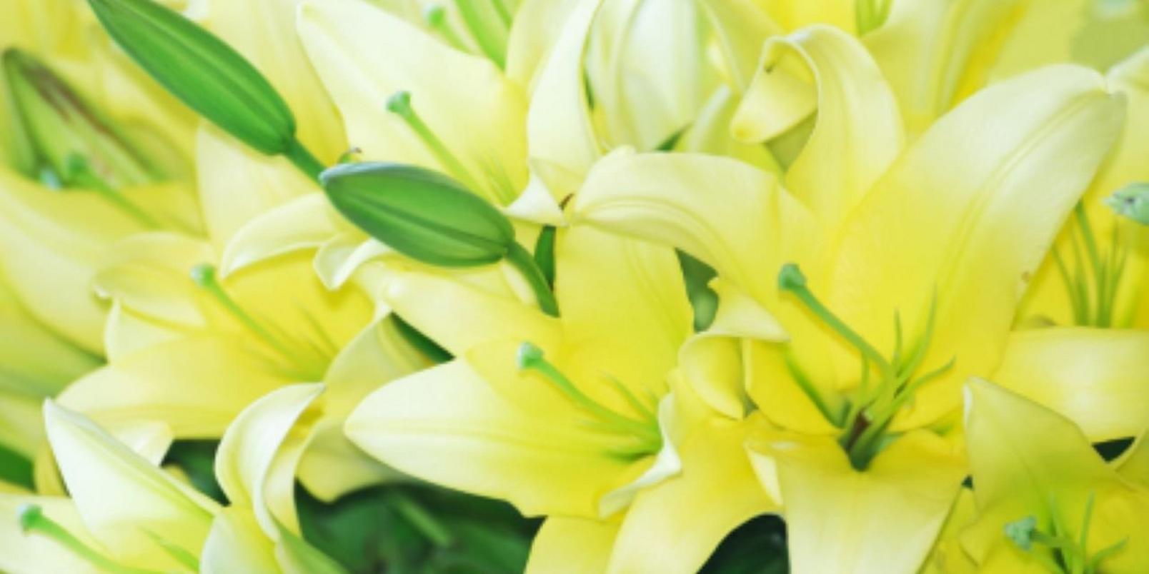Green Daylilies