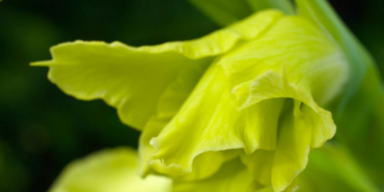Green Gladiolus