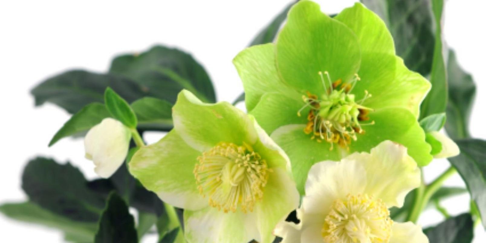 Green Hellebore