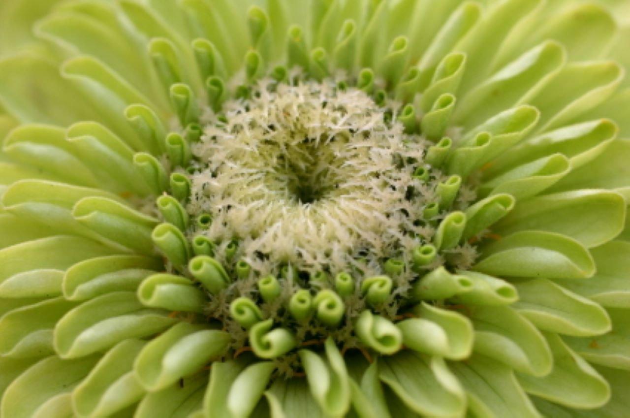 Green petal clearance flowers